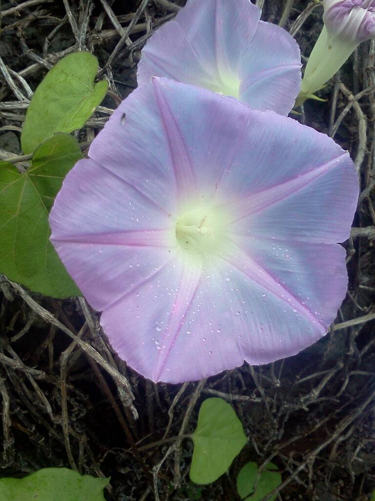 Morning glory