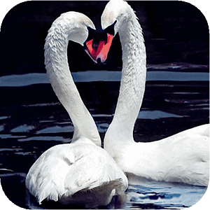 Swan Love LOGO-APP點子