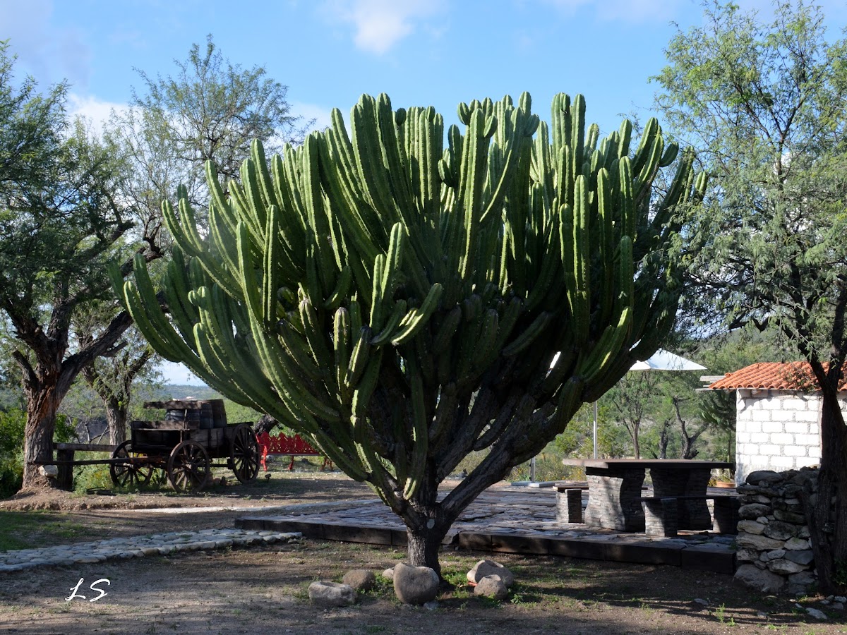 Garambullo cactus