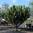 Garambullo cactus