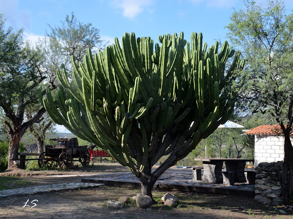 Garambullo cactus | Project Noah