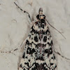Scoparia Snout Moth
