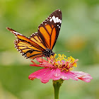 Common or Striped Tiger (male)