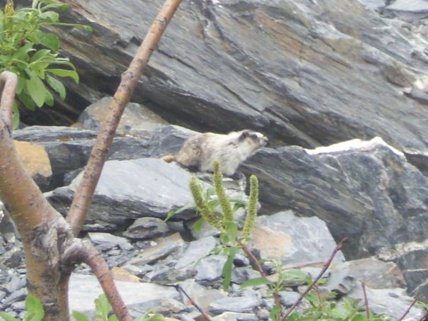 Alaska Marmot