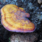 Wood-decaying polypore