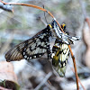 Small Greasy Glasswing Butterfly