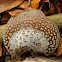 Grey spotted amanita mushroom
