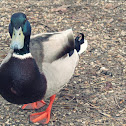 Mallard Duck (Male)