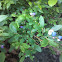 Low Bush Blueberries