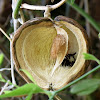 Honeyvine milkweed seed pod