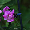 violet carpenter bee;   Blaue Holzbiene