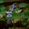 Wood Violet