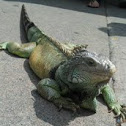 Iguanas, Green Iguanas