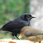 Melodious blackbird