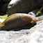 California Banana Slug