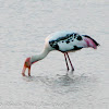 Painted Stork