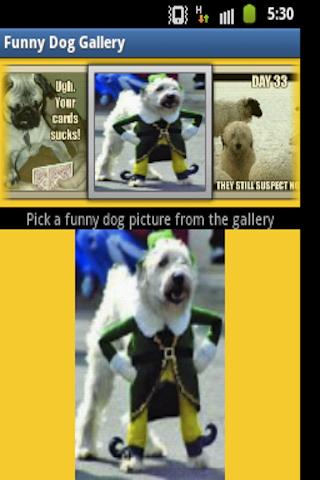 Funny Dog Gallery