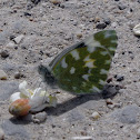 Bath White butterfly