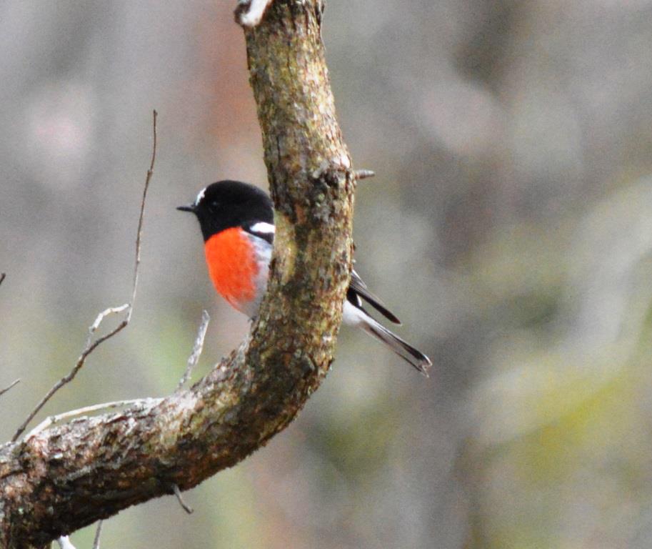 Scarlet robin