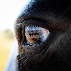 reflections by Jordiie Hunt - Animals Horses