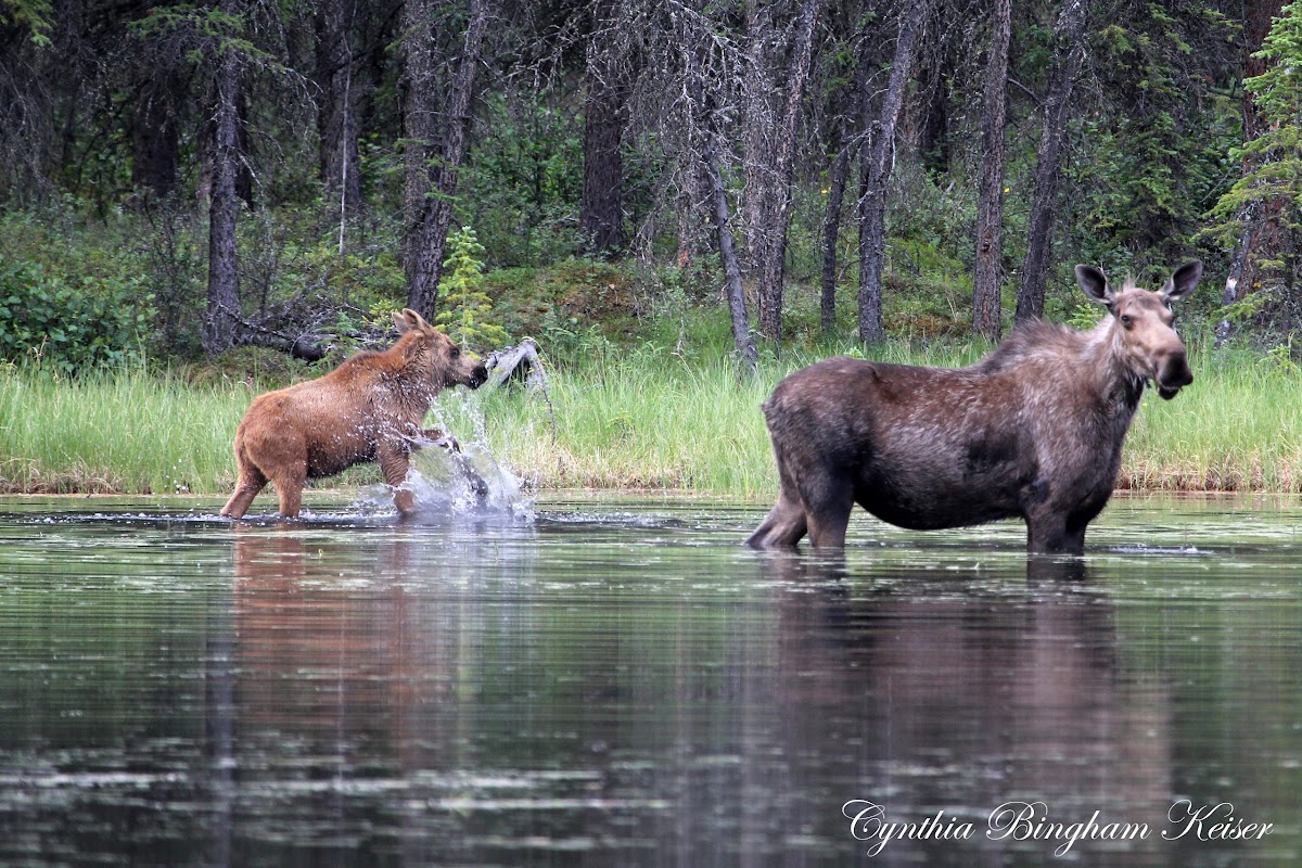 Moose (cow and calf)