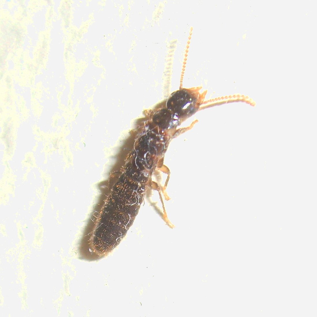 Termite nymph?