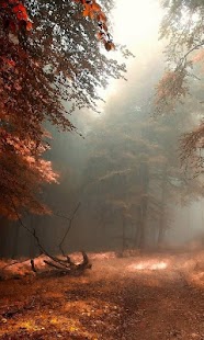 How to download Forest Wood Wallpaper 1.1 mod apk for laptop