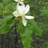 Frasier Magnolia