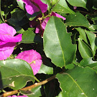 bugambilia flower