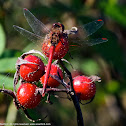 Autumn Meadowhawk dragonfly (male)