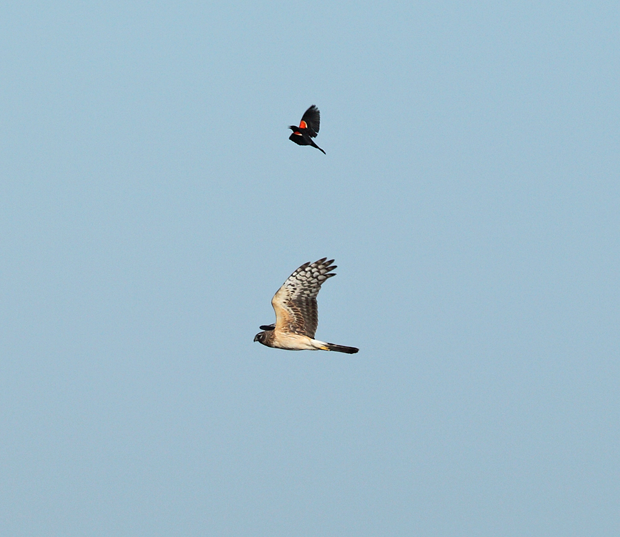 Northern Harrier (chased by a Red-winged Blackbird)