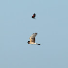 Northern Harrier (chased by a Red-winged Blackbird)