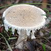 Australian Flour Lepidella (Amanita farinacea Fungi)