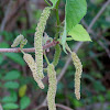 Paper Mulberry, male flowers