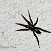 Western Parson Spider