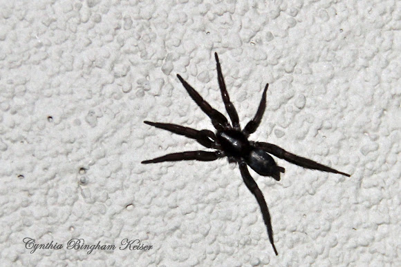 Parson spider deals