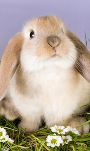 How to download Rabbit HD LWP Full 1.0 apk for pc