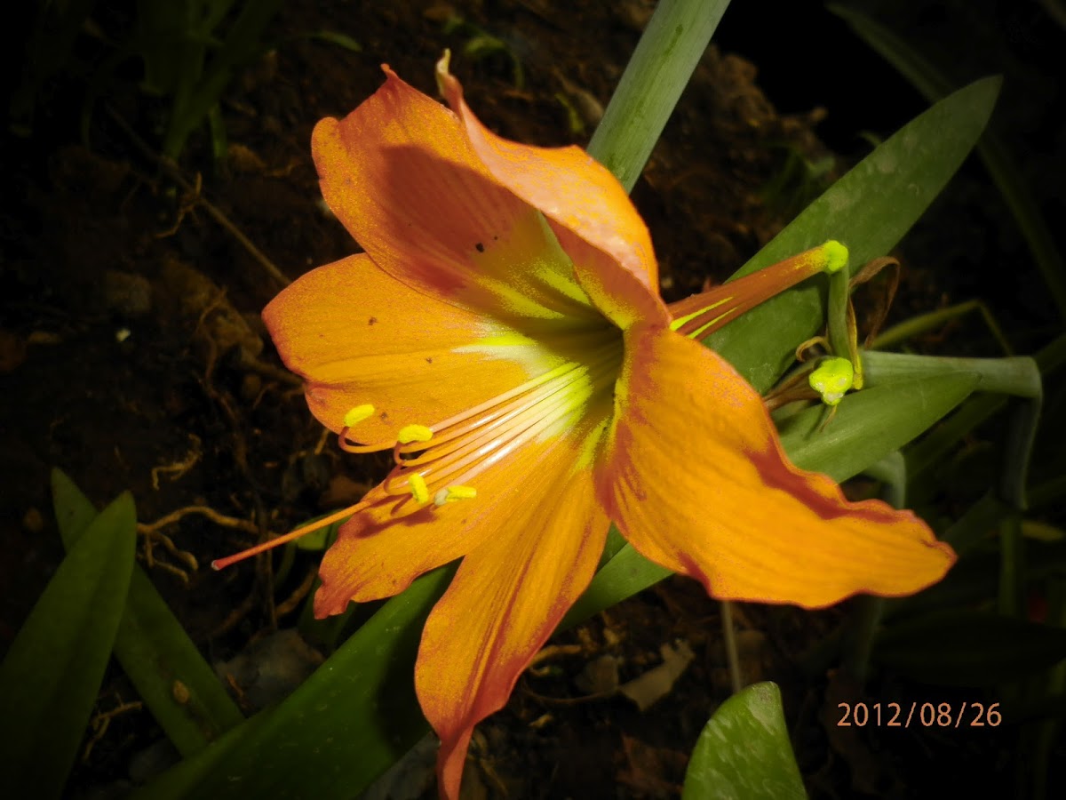 orange lily amarillis