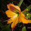 orange lily amarillis