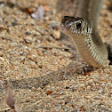 Indian Rat Snake