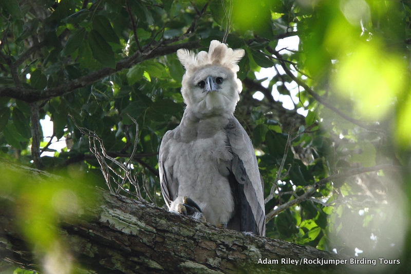 Harpy Eagle