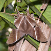 Tropical Moth