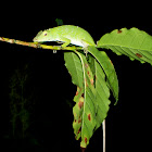 Neotropical Green Anole