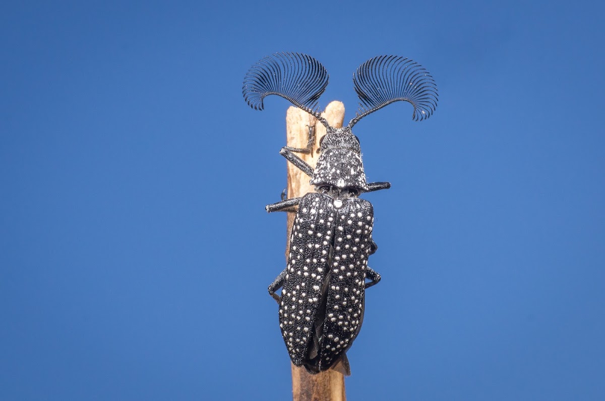 Male Feather-horned Beetle