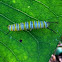 Monarch larvae