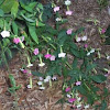 Flowering Tobbacco