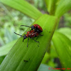 Scarlet Lily Beetle (couple)