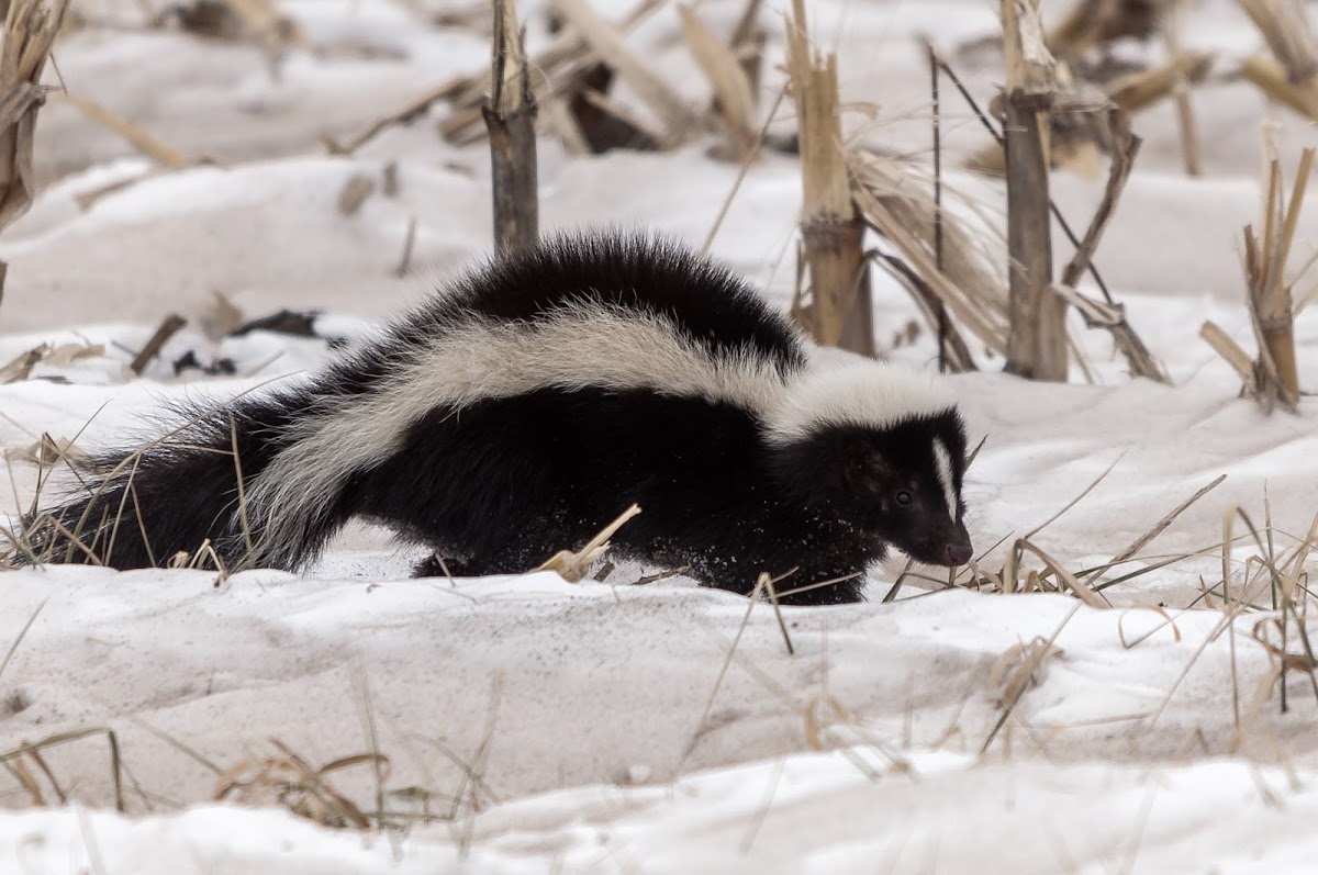 Striped Skunk | Project Noah