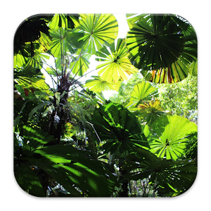 Forrests Background Wallpaper.apk 1.07