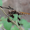 Common Whitetail Skimmer    female